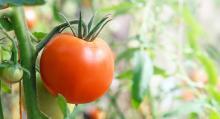El ‘tomate del país’, el rico tomate de temporada
