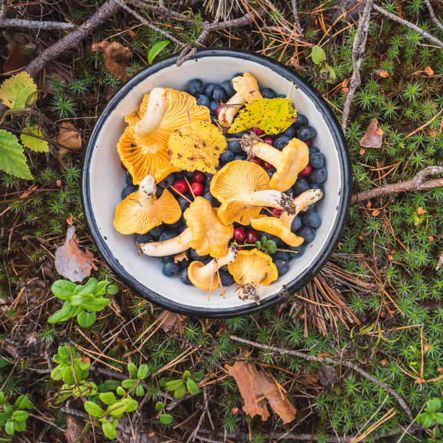 Foraging: la recolección silvestre que conecta gastronomía y naturaleza como filosofía
