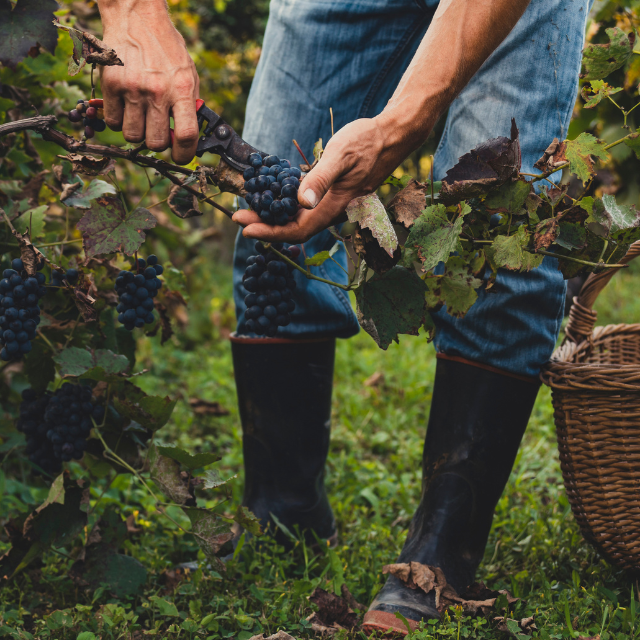 ¿Qué tienen de especial los vinos naturales?