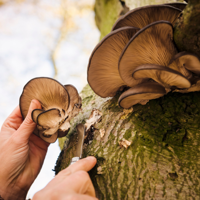 Foraging: la recolección silvestre que conecta gastronomía y naturaleza como filosofía