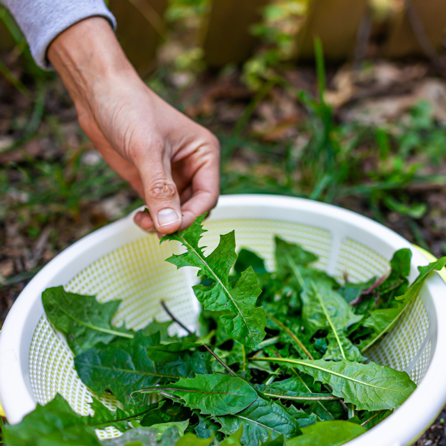 Foraging: la recolección silvestre que conecta gastronomía y naturaleza como filosofía