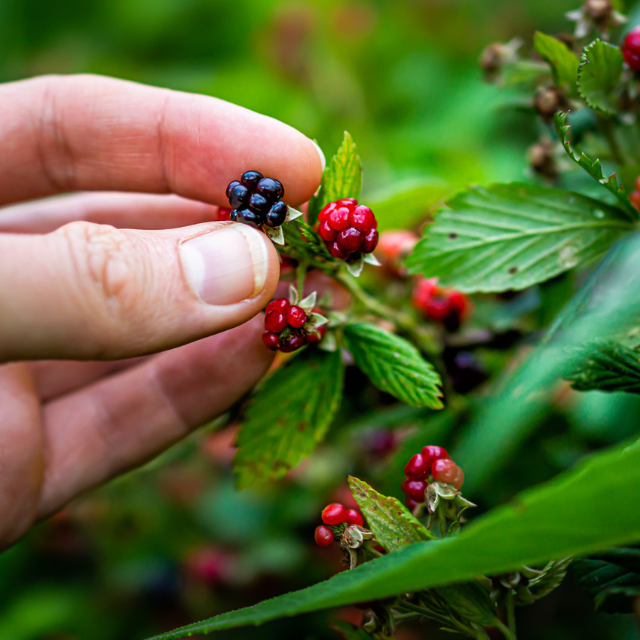 Foraging: la recolección silvestre que conecta gastronomía y naturaleza como filosofía