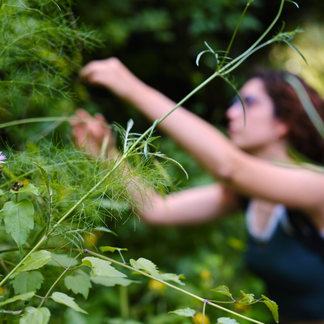 Foraging: la recolección silvestre que conecta gastronomía y naturaleza como filosofía