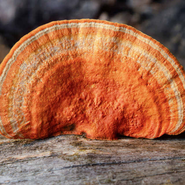 Alimentos adaptógenos: qué son y por qué están entrando en la cocina saludable