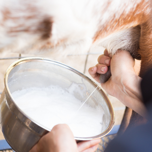 Estas son las diferencias entre los lácteos de cabra, vaca y oveja