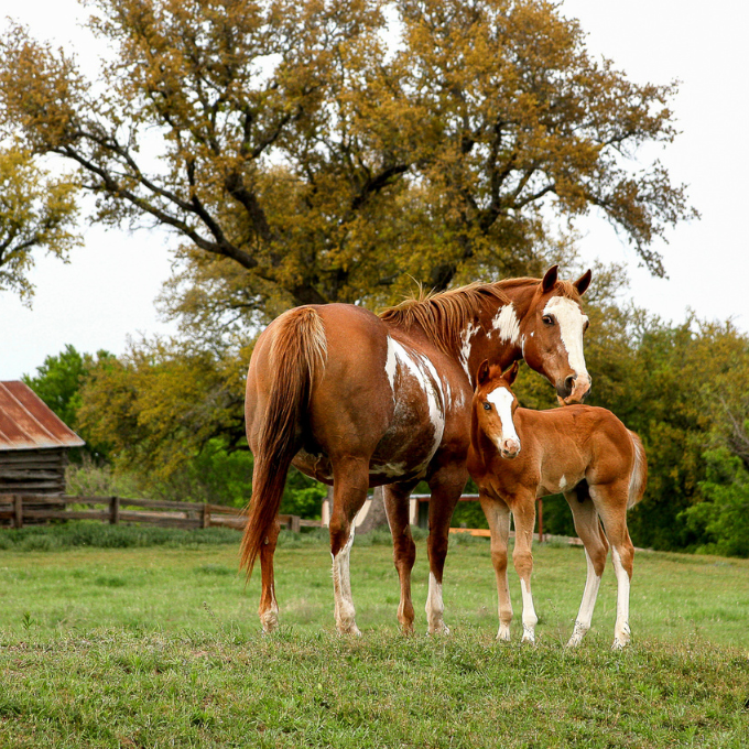 Carne de caballo: tradición, tabú y tendencia