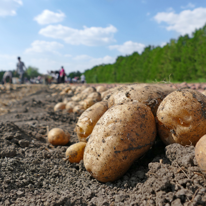 El puré de patatas Robuchon: historia y receta de una elaboración convertida en leyenda de la alta cocina