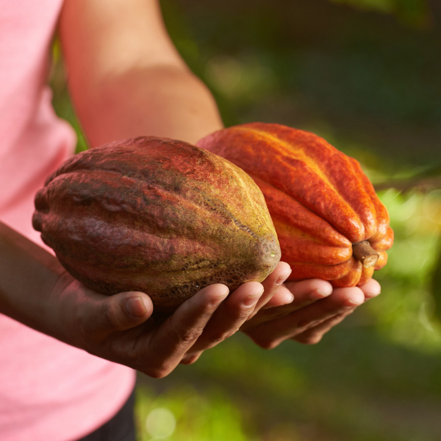 Chocolate bean-to-bar: qué es y en qué consiste