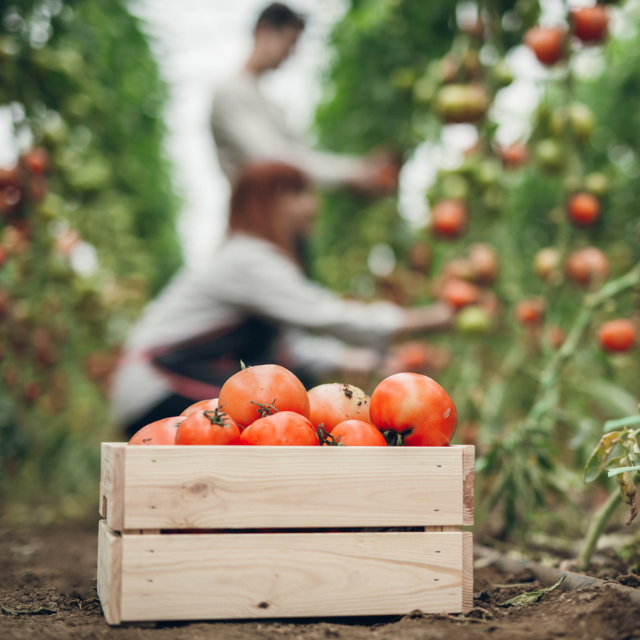 Menús climáticos: cómo elegir qué comer para reducir tu huella ambiental 