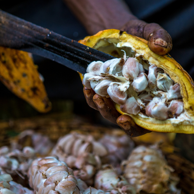 Chocolate bean-to-bar: qué es y en qué consiste