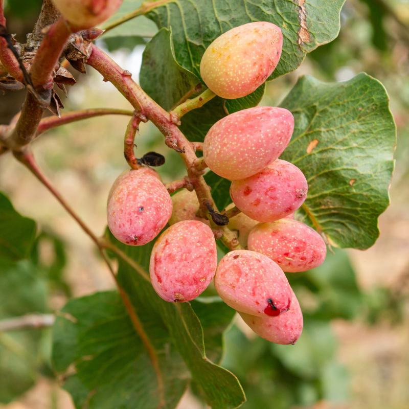 La tiranía del pistacho: por qué este fruto seco ha conquistado 2026
