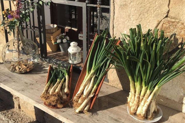 calçots