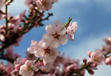 La floración del almendro ibicenco: llega la primavera a la Isla Blanca