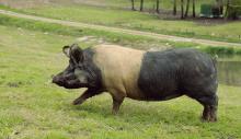 Euskal Txerria: el resurgir de la última raza de cerdo vasco