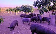 El chato murciano: el sabor tradicional de la ganadería de Murcia