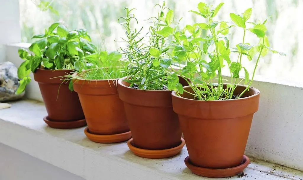 Consejos y trucos para tener tu propio huerto de plantas aromáticas Consejos y trucos para tener tu propio huerto de plantas aromáticas