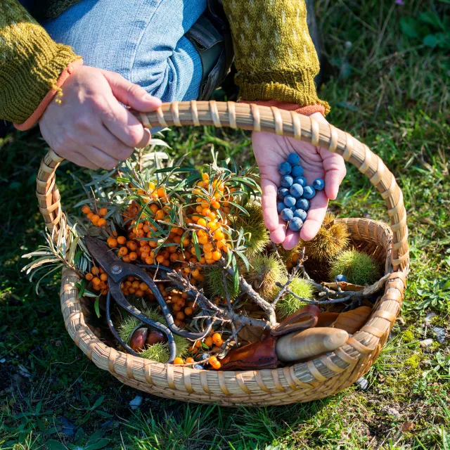 Foraging: la recolección silvestre que conecta gastronomía y naturaleza como filosofía