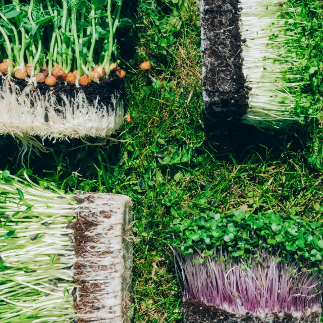 Alimentos regenerativos: saludables y sostenibles