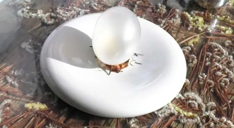 Albergínies farcides, un homenatge al xef Raimundo González Frutos