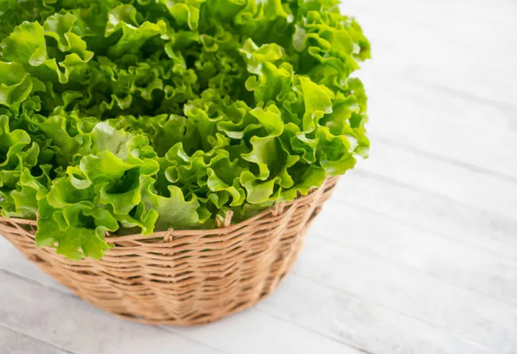 'Euskal Letxuga', label de frescor, origen i respecte al medi ambient