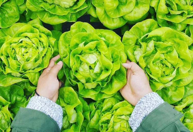 Enciams, quin triem?