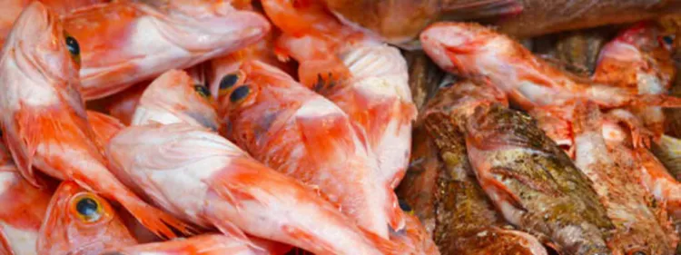 Hi ha classes entre els peixos? Alguns dels oblidats de la mar