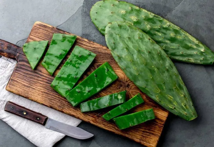 Descubre el Nopal: el cactus comestible y sus beneficios