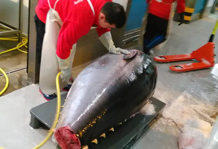 L'espectacular ronqueo de la tonyina