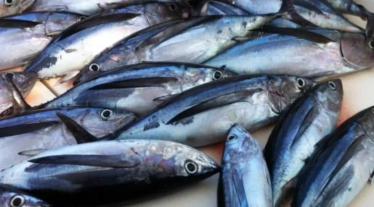 Bonítol del nord, el preuat túnid de temporada