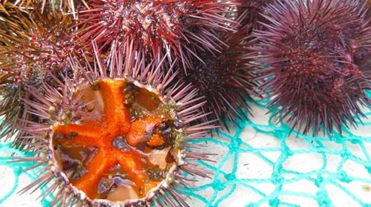 L'eriçó, un delicatessen de temporada amb tota l'essència de la mar
