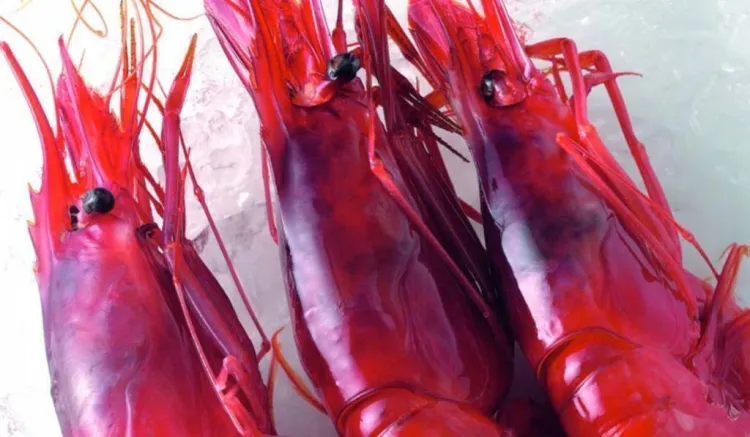 Degustacions i activitats, a la 'Fira de la Gamba' de Palamós