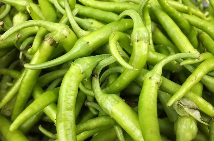 Bitxo d'Ibarra, un pebrot anomenat llagostí