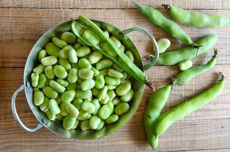 Faves pelades, repelades o seques: tradició murciana