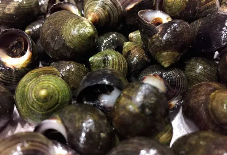 Karrakelas o les 'pipes' donostiarres