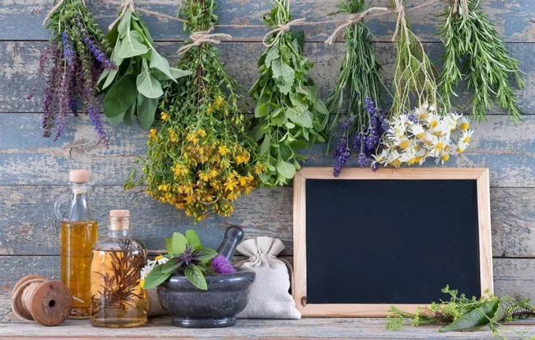 La Serra de Mariola, un indret únic per les seves plantes aromàtiques