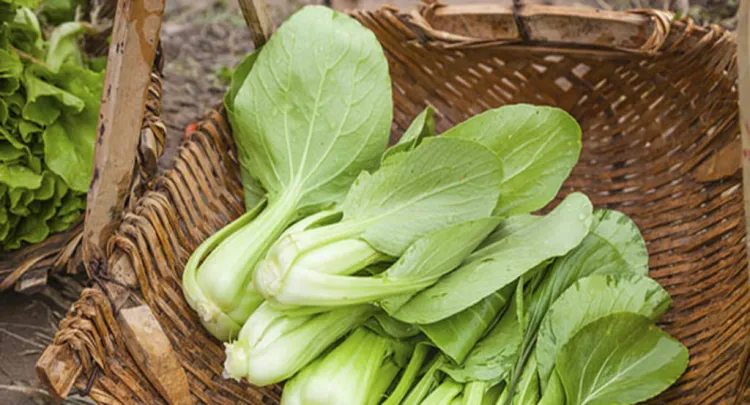 Pak Choi, la verdura oriental de moda entre els foodies
