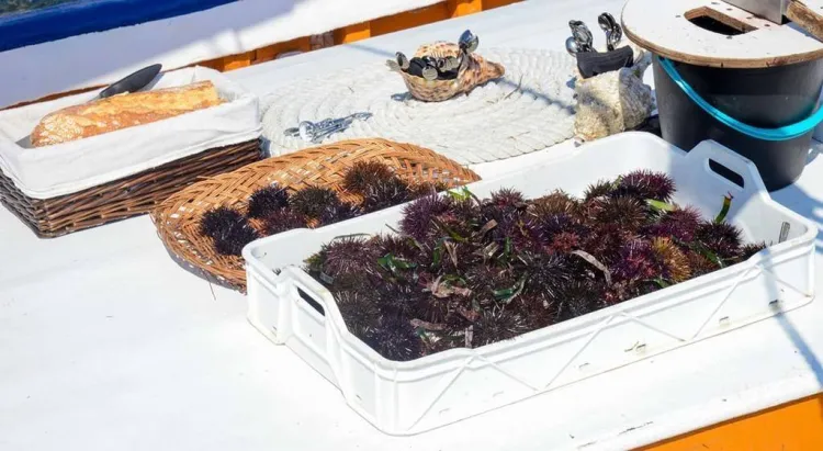 Una escapada a Palamós per descobrir els tresors del mar