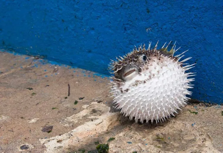 Peix globus, el peix gourmet més verinós