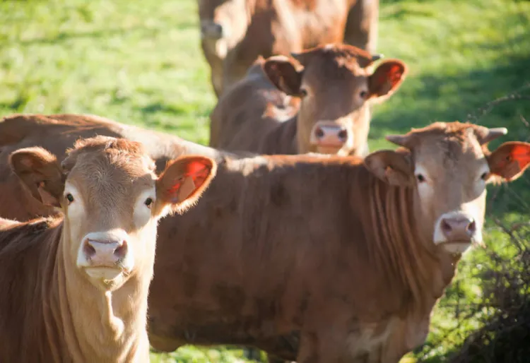 Quines són les millors races de boví?