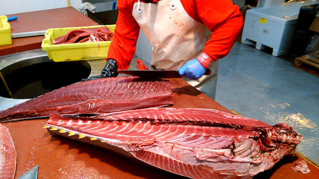 El espectacular ronqueo del atún