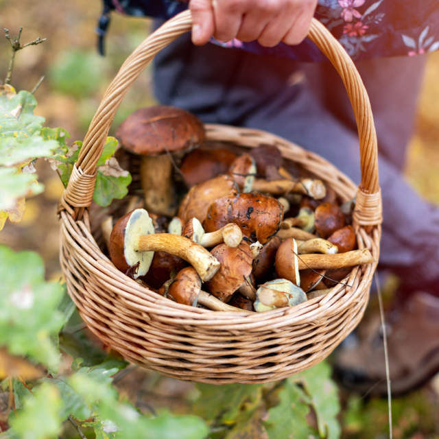 Cómo coger setas: una guía de trucos y consejos