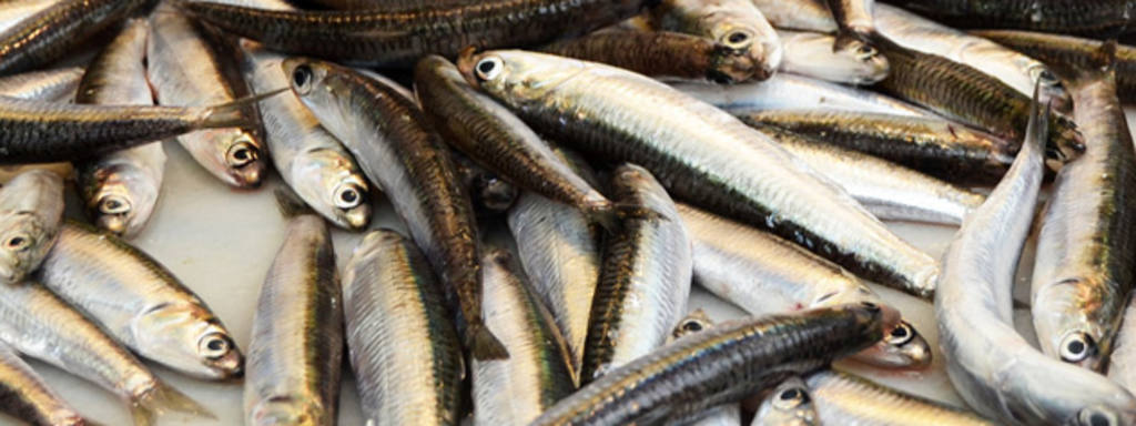 boquerones1-gastronosfera