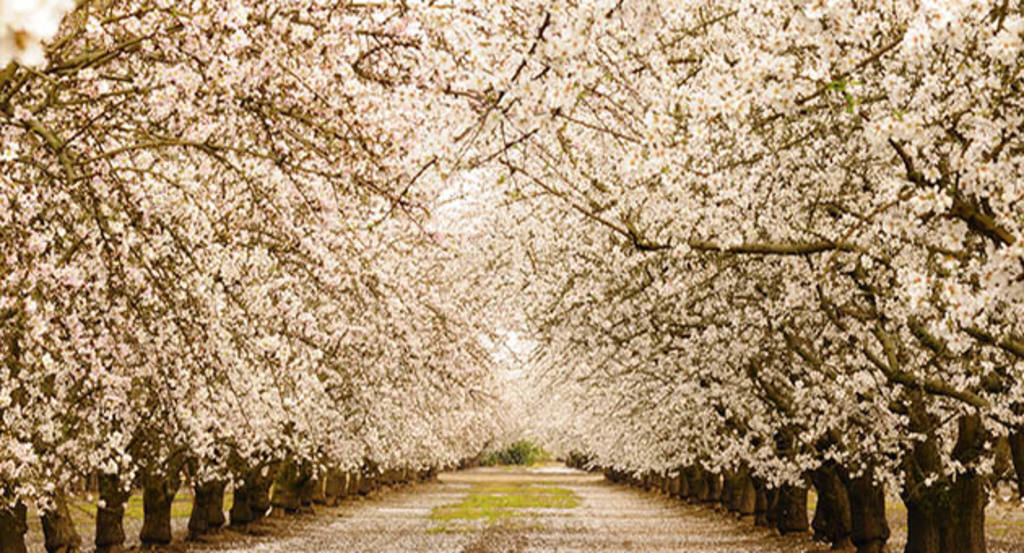 Almendros