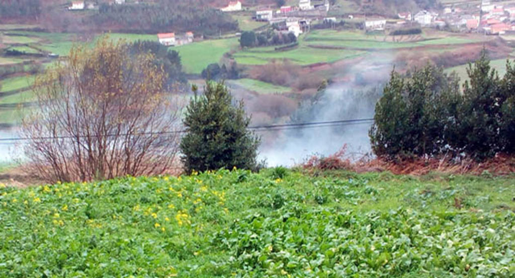 Grelos en flor