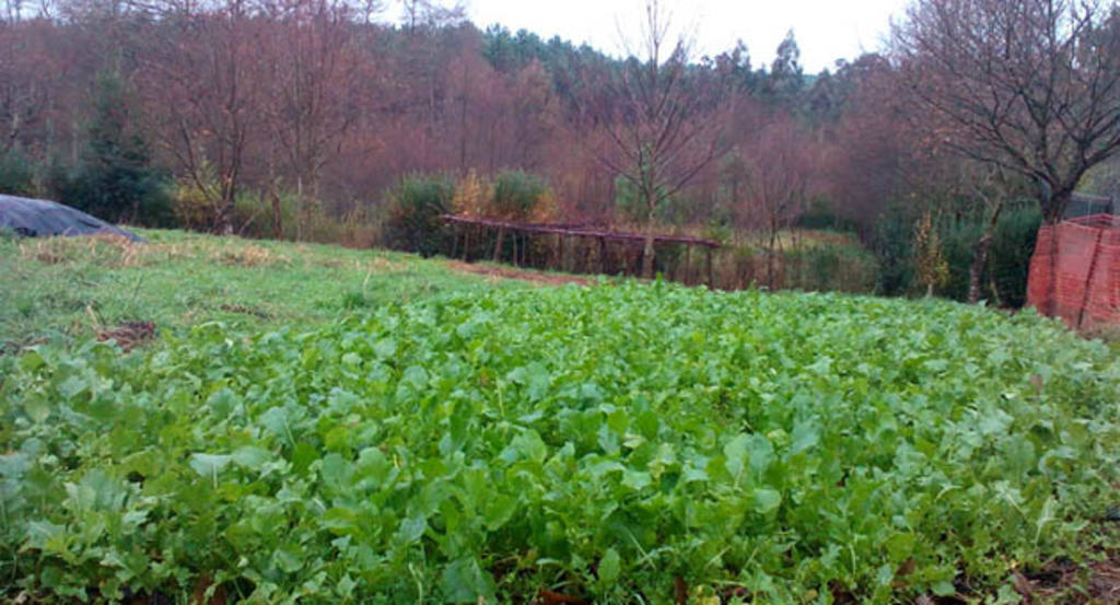 Huerta de grelos