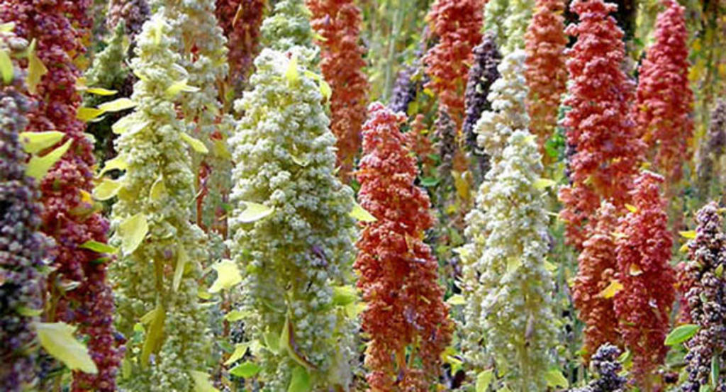 Quinoa. Flores