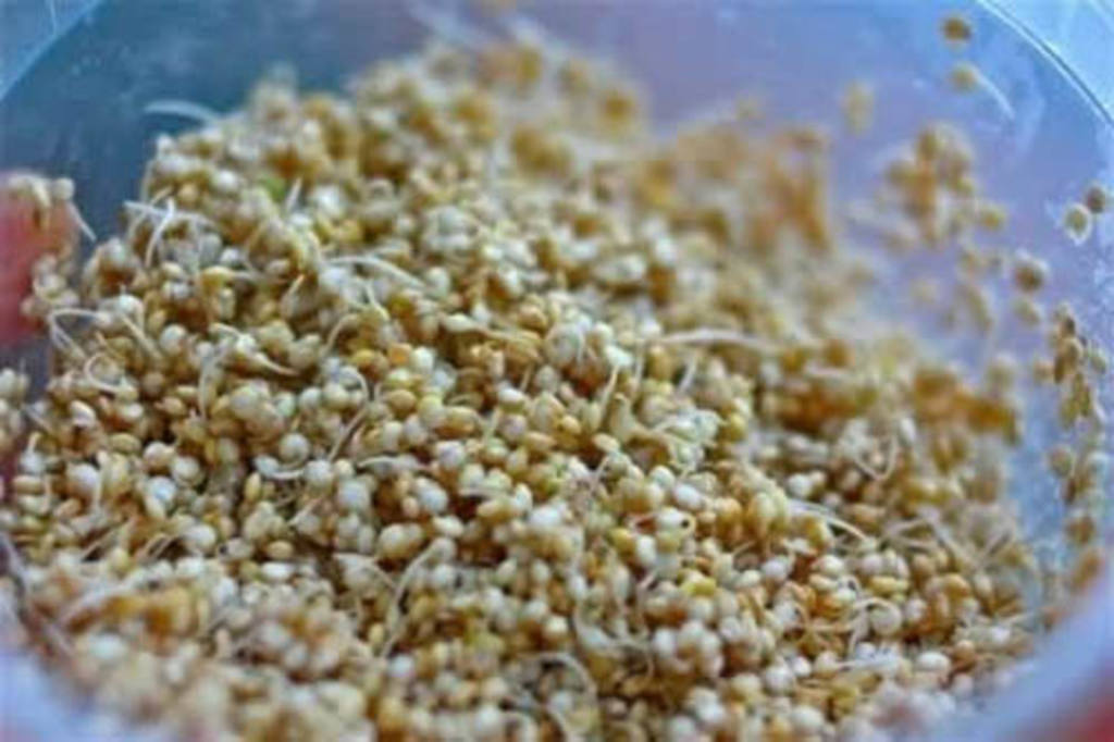 Quinoa germinada