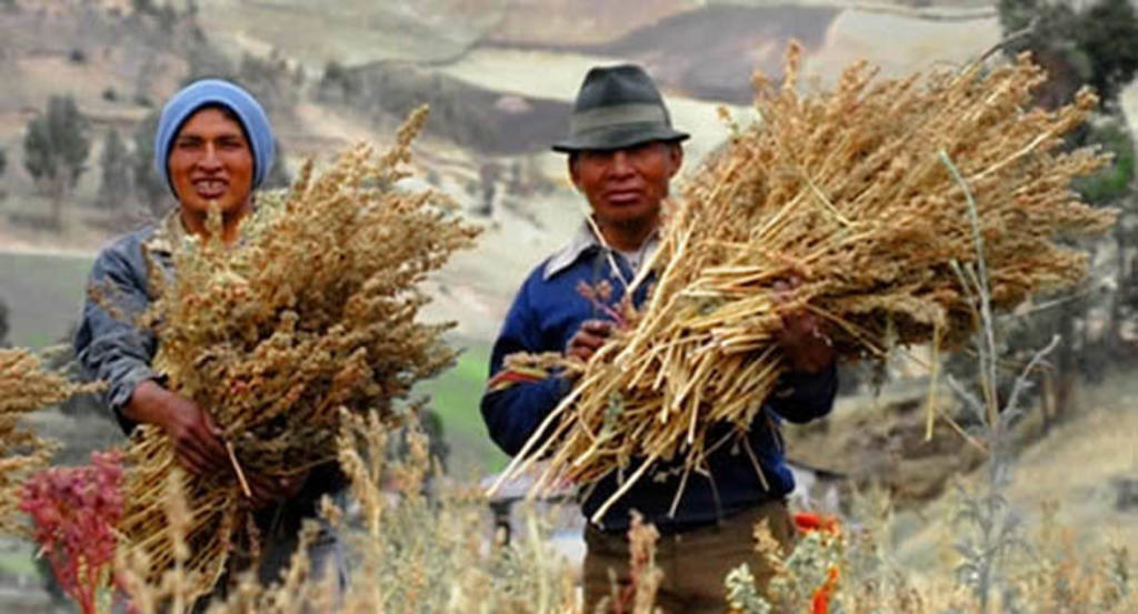 Quinoa. Recolección