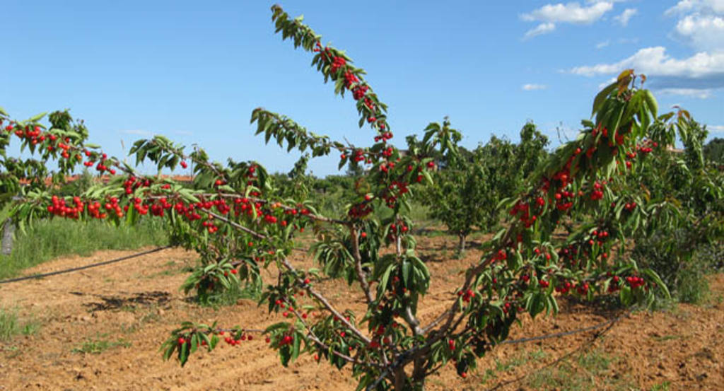 cerezas